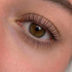 bottom lash lift shields